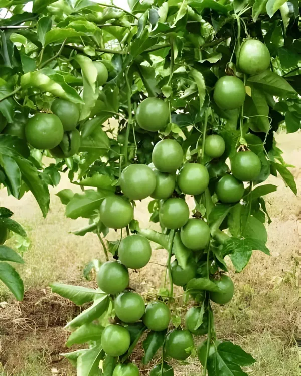 Passion_Fruit_Plant_|_Grafted_High-Yield_Tropical_Variety_|_SweetTangy_Juicy_Pulp_|_Fast_Growing_Climber_|_Ideal_for_Pots,_Trellises_&_Gardens_|_Healthy_Live_Plant_Guaranteed