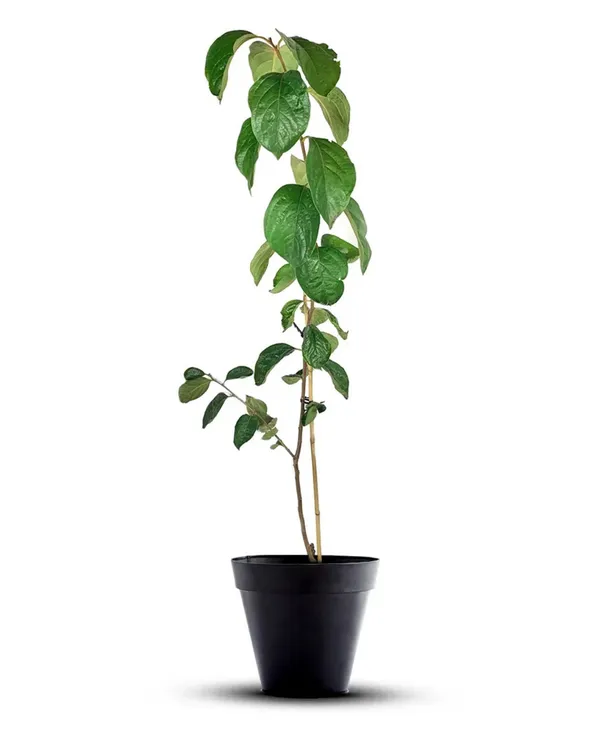 Persimmon_Plant_-_Fuyu_Variety_|_Grafted_Premium_|_Sweet_Honey-Like_Fruits_|_High_Yield_|_Ideal_for_Pots_&_Gardens_|_Healthy_Live_Plant_Guaranteed