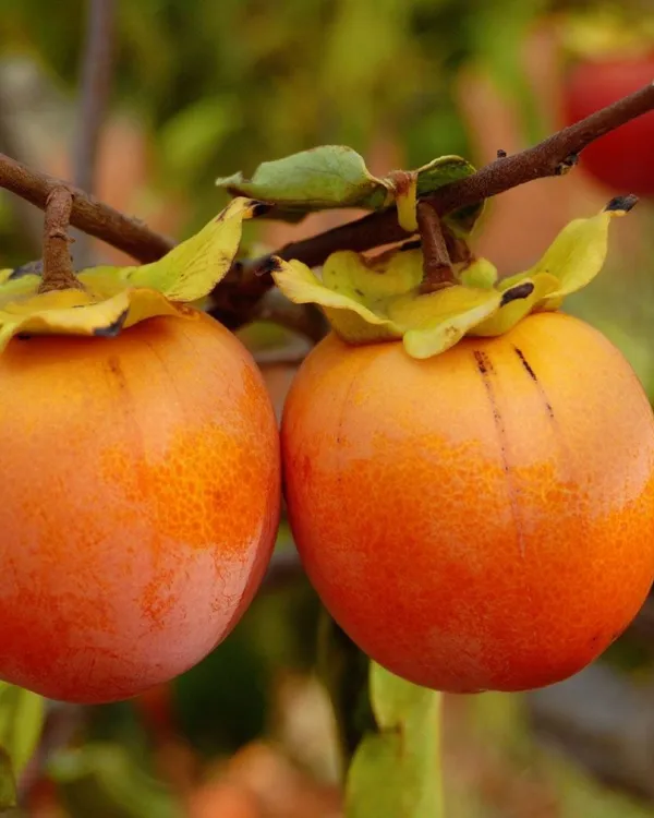 Persimmon_Plant_-_Fuyu_Variety_|_Grafted_Premium_|_Sweet_Honey-Like_Fruits_|_High_Yield_|_Ideal_for_Pots_&_Gardens_|_Healthy_Live_Plant_Guaranteed