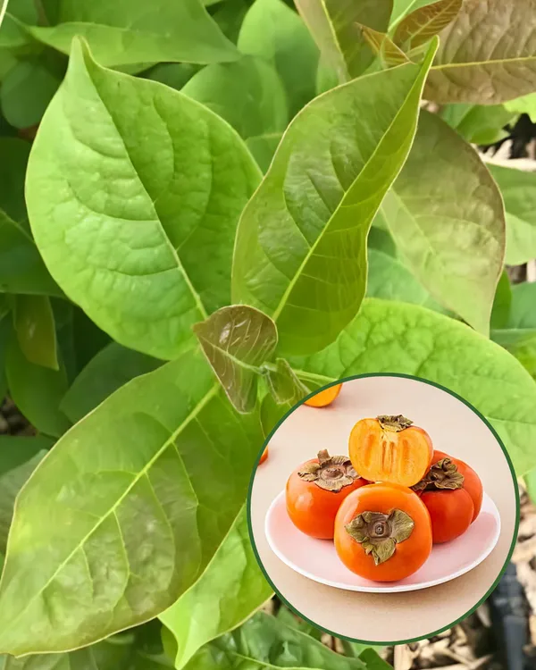 Persimmon_Plant_-_Fuyu_Variety_|_Grafted_Premium_|_Sweet_Honey-Like_Fruits_|_High_Yield_|_Ideal_for_Pots_&_Gardens_|_Healthy_Live_Plant_Guaranteed