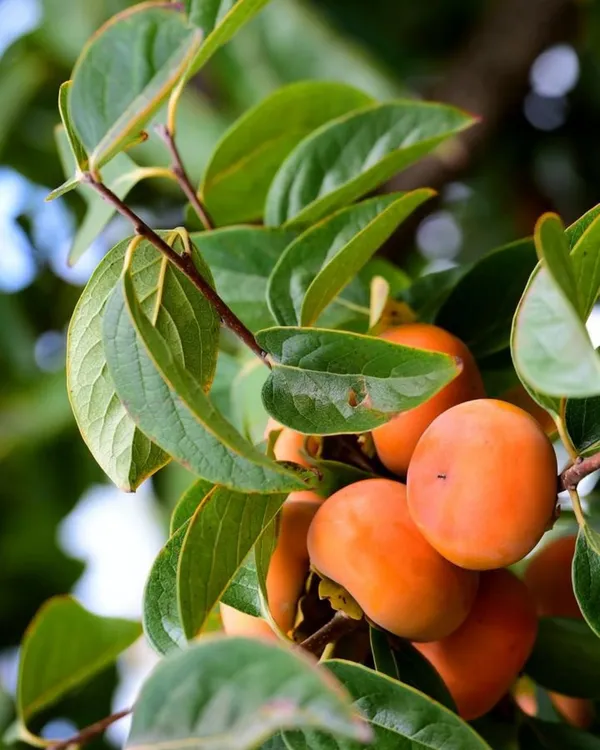 Persimmon_Plant_-_Fuyu_Variety_|_Grafted_Premium_|_Sweet_Honey-Like_Fruits_|_High_Yield_|_Ideal_for_Pots_&_Gardens_|_Healthy_Live_Plant_Guaranteed