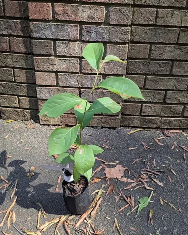 Persimmon_Plant_-_Fuyu_Variety_|_Grafted_Premium_|_Sweet_Honey-Like_Fruits_|_High_Yield_|_Ideal_for_Pots_&_Gardens_|_Healthy_Live_Plant_Guaranteed