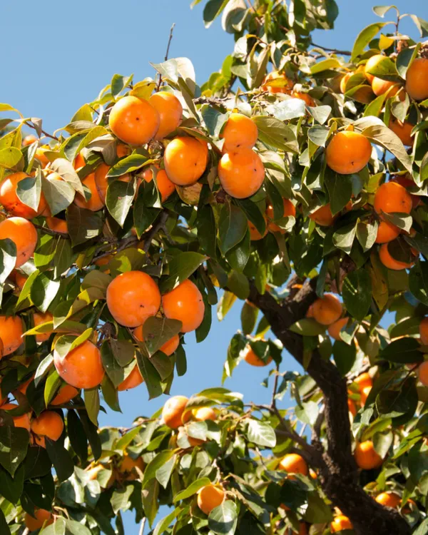 Persimmon_Plant_-_Fuyu_Variety_|_Grafted_Premium_|_Sweet_Honey-Like_Fruits_|_High_Yield_|_Ideal_for_Pots_&_Gardens_|_Healthy_Live_Plant_Guaranteed