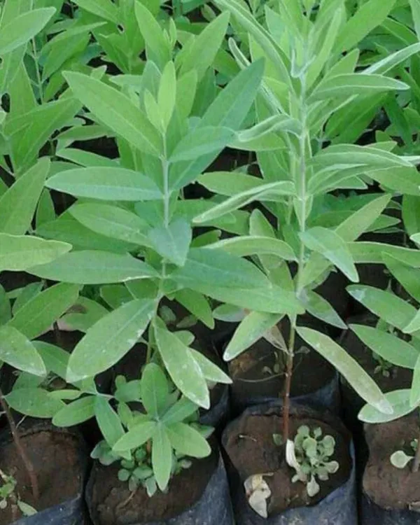 White_Chandan_Plant_|_Grafted_Aromatic_Sandalwood_Variety_|_Fragrant_Heartwood_|_Fast_Growing_|_Ideal_for_Pots_&_Gardens_|_Healthy_Live_Plant_Guaranteed