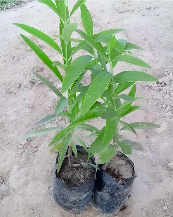 White_Chandan_Plant_|_Grafted_Aromatic_Sandalwood_Variety_|_Fragrant_Heartwood_|_Fast_Growing_|_Ideal_for_Pots_&_Gardens_|_Healthy_Live_Plant_Guaranteed