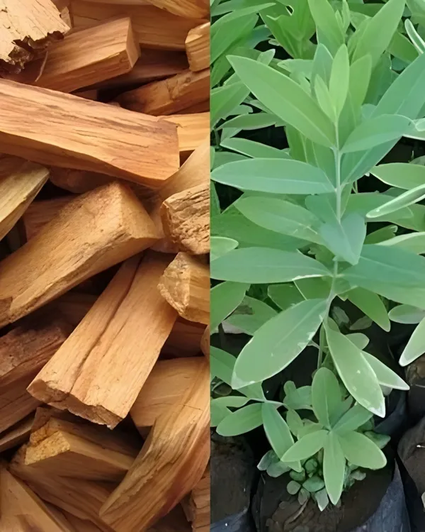 White_Chandan_Plant_|_Grafted_Aromatic_Sandalwood_Variety_|_Fragrant_Heartwood_|_Fast_Growing_|_Ideal_for_Pots_&_Gardens_|_Healthy_Live_Plant_Guaranteed