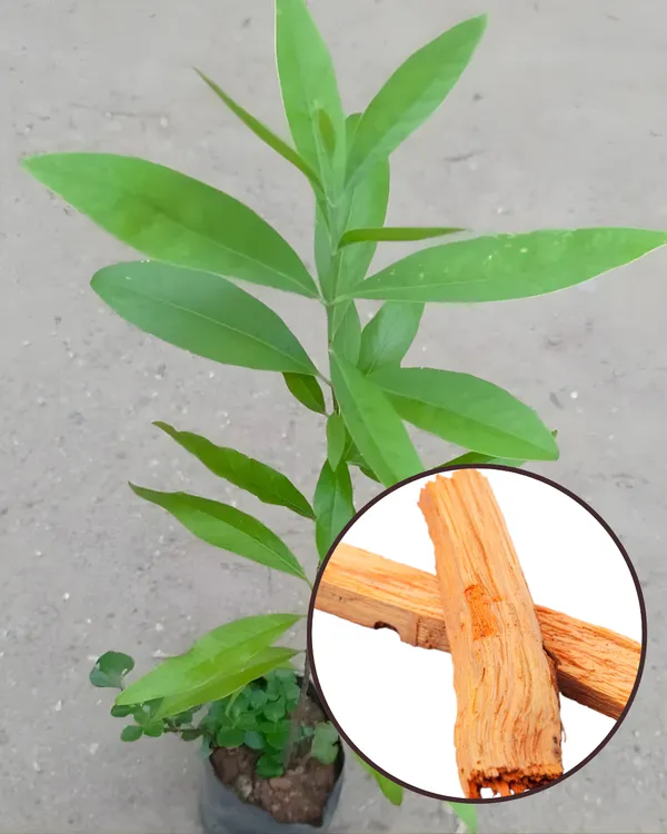 White_Chandan_Plant_|_Grafted_Aromatic_Sandalwood_Variety_|_Fragrant_Heartwood_|_Fast_Growing_|_Ideal_for_Pots_&_Gardens_|_Healthy_Live_Plant_Guaranteed