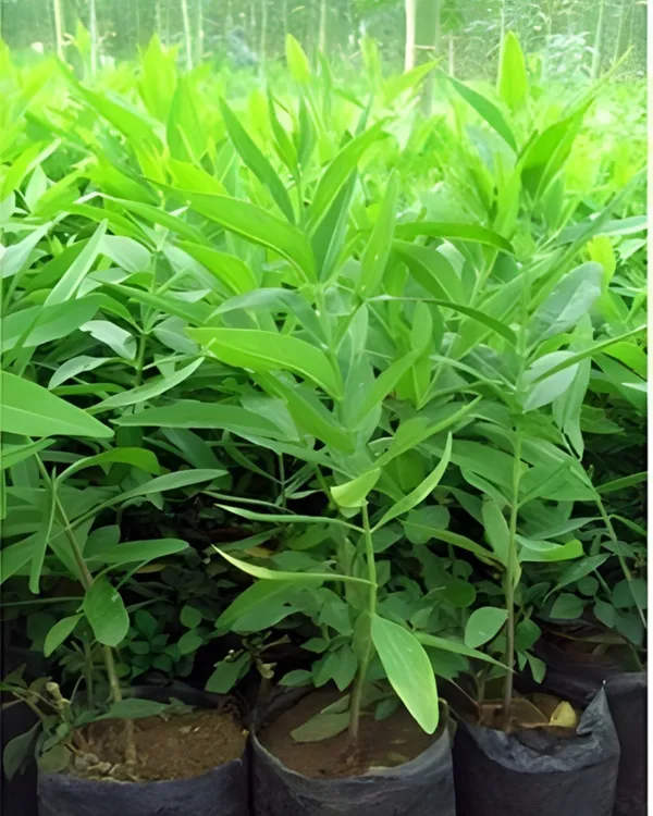 White_Chandan_Plant_|_Grafted_Aromatic_Sandalwood_Variety_|_Fragrant_Heartwood_|_Fast_Growing_|_Ideal_for_Pots_&_Gardens_|_Healthy_Live_Plant_Guaranteed
