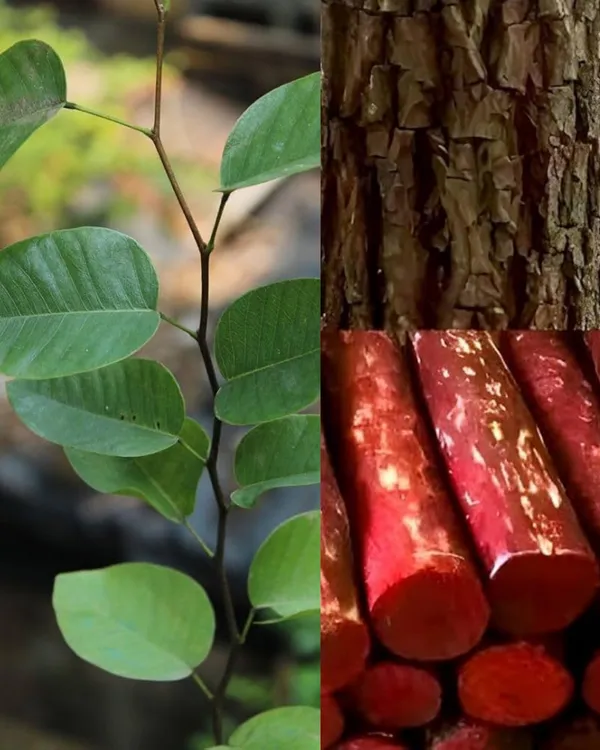 Red_Chandan_Plant_|_Grafted_Aromatic_Sandalwood_Variety_|_Deep_Red_Heartwood_|_High-Value_Timber_|_Ideal_for_Pots_&_Gardens_|_Healthy_Live_Plant_Guaranteed