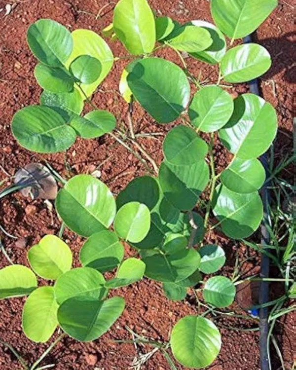 Red_Chandan_Plant_|_Grafted_Aromatic_Sandalwood_Variety_|_Deep_Red_Heartwood_|_High-Value_Timber_|_Ideal_for_Pots_&_Gardens_|_Healthy_Live_Plant_Guaranteed