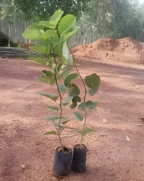 Red_Chandan_Plant_|_Grafted_Aromatic_Sandalwood_Variety_|_Deep_Red_Heartwood_|_High-Value_Timber_|_Ideal_for_Pots_&_Gardens_|_Healthy_Live_Plant_Guaranteed