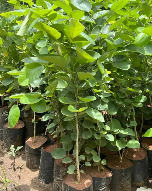 Red_Chandan_Plant_|_Grafted_Aromatic_Sandalwood_Variety_|_Deep_Red_Heartwood_|_High-Value_Timber_|_Ideal_for_Pots_&_Gardens_|_Healthy_Live_Plant_Guaranteed