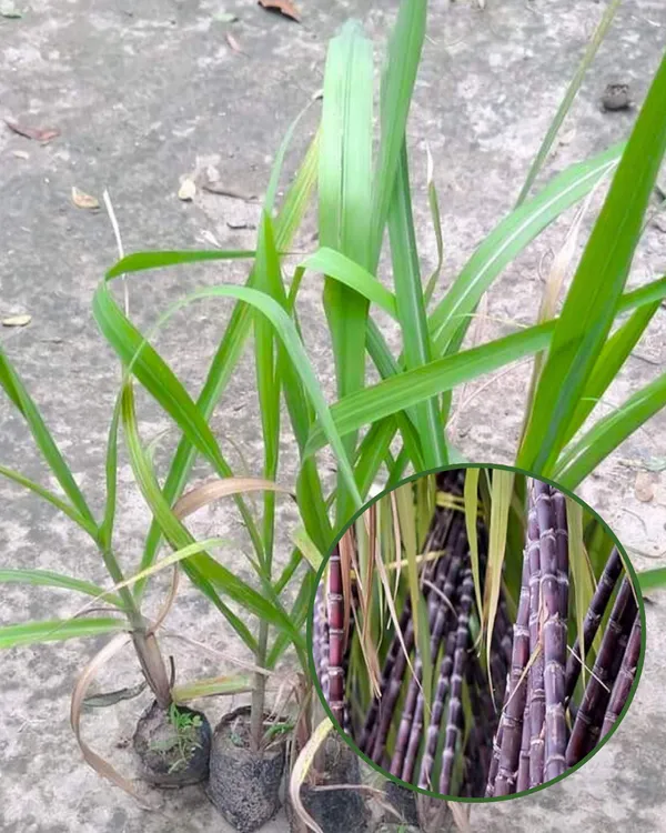 Philippine_Sugarcane_Plant_|_Grafted_Variety_|_Extra_Sweet_High-Sugar_Stalks_|_Fast_Growing_|_Ideal_for_Pots_&_Gardens_|_Healthy_Live_Plant_Guaranteed