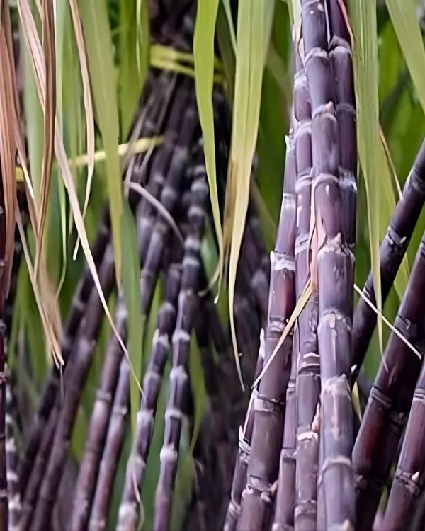 Philippine_Sugarcane_Plant_|_Grafted_Variety_|_Extra_Sweet_High-Sugar_Stalks_|_Fast_Growing_|_Ideal_for_Pots_&_Gardens_|_Healthy_Live_Plant_Guaranteed
