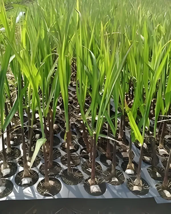 Philippine_Sugarcane_Plant_|_Grafted_Variety_|_Extra_Sweet_High-Sugar_Stalks_|_Fast_Growing_|_Ideal_for_Pots_&_Gardens_|_Healthy_Live_Plant_Guaranteed