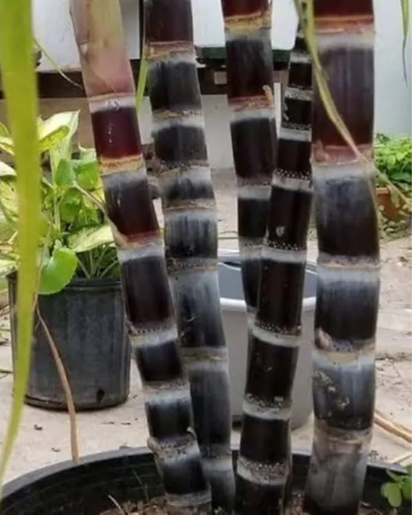 Philippine_Sugarcane_Plant_|_Grafted_Variety_|_Extra_Sweet_High-Sugar_Stalks_|_Fast_Growing_|_Ideal_for_Pots_&_Gardens_|_Healthy_Live_Plant_Guaranteed