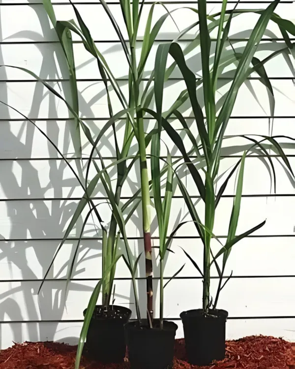 Variegated_Sugarcane_Plant_|_Grafted_Decorative_Sugarcane_Variety_|_GreenWhite_Striped_Leaves_|_Fast_Growing_|_Ideal_for_Pots_&_Gardens_|_Healthy_Live_Plant_Guaranteed