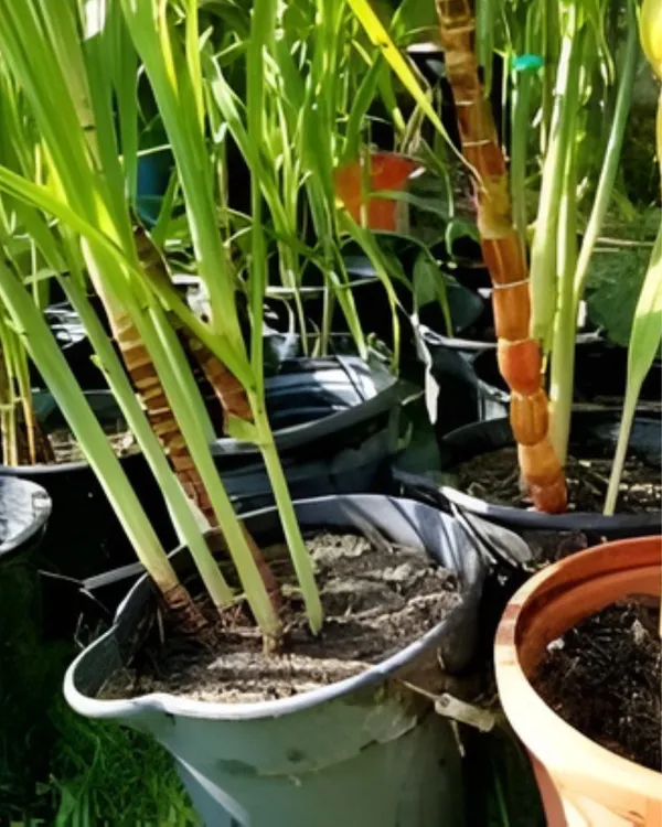 Variegated_Sugarcane_Plant_|_Grafted_Decorative_Sugarcane_Variety_|_GreenWhite_Striped_Leaves_|_Fast_Growing_|_Ideal_for_Pots_&_Gardens_|_Healthy_Live_Plant_Guaranteed