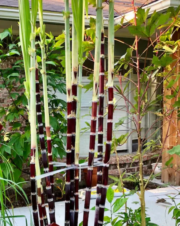Variegated_Sugarcane_Plant_|_Grafted_Decorative_Sugarcane_Variety_|_GreenWhite_Striped_Leaves_|_Fast_Growing_|_Ideal_for_Pots_&_Gardens_|_Healthy_Live_Plant_Guaranteed