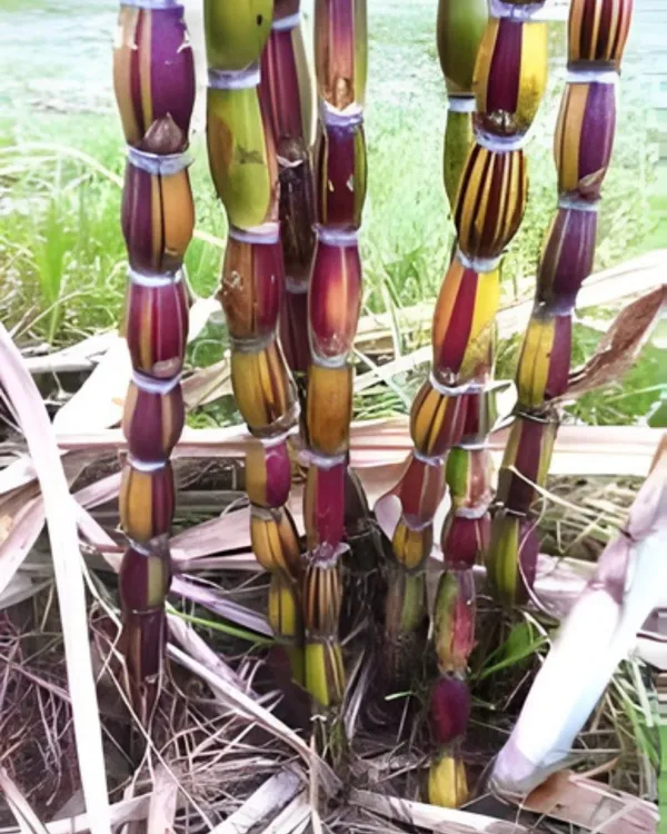 Variegated_Sugarcane_Plant_|_Grafted_Decorative_Sugarcane_Variety_|_GreenWhite_Striped_Leaves_|_Fast_Growing_|_Ideal_for_Pots_&_Gardens_|_Healthy_Live_Plant_Guaranteed