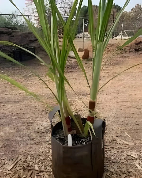 Variegated_Sugarcane_Plant_|_Grafted_Decorative_Sugarcane_Variety_|_GreenWhite_Striped_Leaves_|_Fast_Growing_|_Ideal_for_Pots_&_Gardens_|_Healthy_Live_Plant_Guaranteed