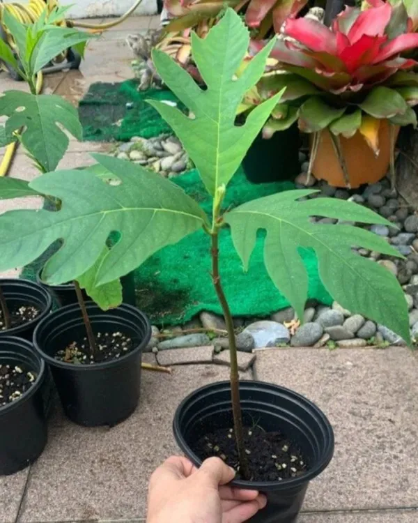 Breadfruit_Plant_|_Grafted_Tropical_High-Yield_Variety_|_Large_Starchy_Nutritious_Fruits_|_Fast_Growing_|_Ideal_for_Pots_&_Gardens_|_Healthy_Live_Plant_Guaranteed