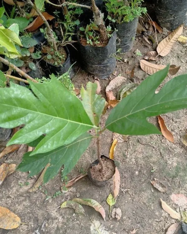 Breadfruit_Plant_|_Grafted_Tropical_High-Yield_Variety_|_Large_Starchy_Nutritious_Fruits_|_Fast_Growing_|_Ideal_for_Pots_&_Gardens_|_Healthy_Live_Plant_Guaranteed