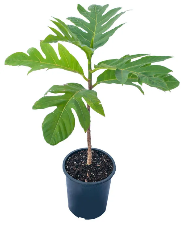 Breadfruit_Plant_|_Grafted_Tropical_High-Yield_Variety_|_Large_Starchy_Nutritious_Fruits_|_Fast_Growing_|_Ideal_for_Pots_&_Gardens_|_Healthy_Live_Plant_Guaranteed