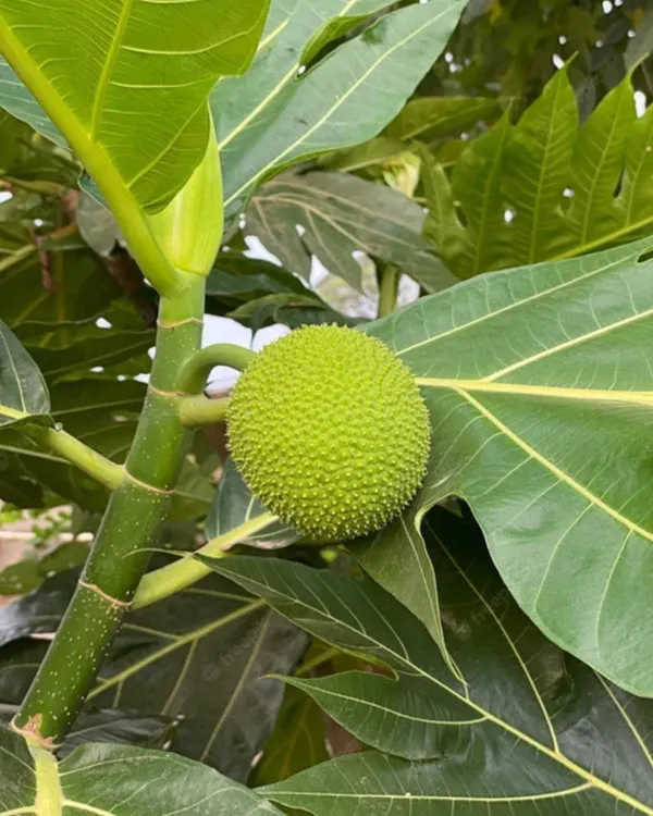 Breadfruit_Plant_|_Grafted_Tropical_High-Yield_Variety_|_Large_Starchy_Nutritious_Fruits_|_Fast_Growing_|_Ideal_for_Pots_&_Gardens_|_Healthy_Live_Plant_Guaranteed