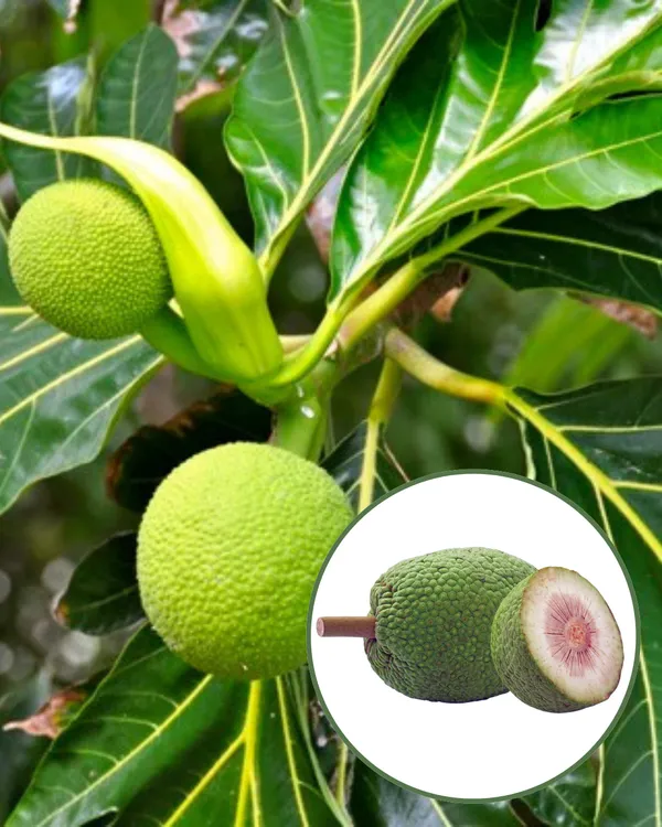 Breadfruit_Plant_|_Grafted_Tropical_High-Yield_Variety_|_Large_Starchy_Nutritious_Fruits_|_Fast_Growing_|_Ideal_for_Pots_&_Gardens_|_Healthy_Live_Plant_Guaranteed