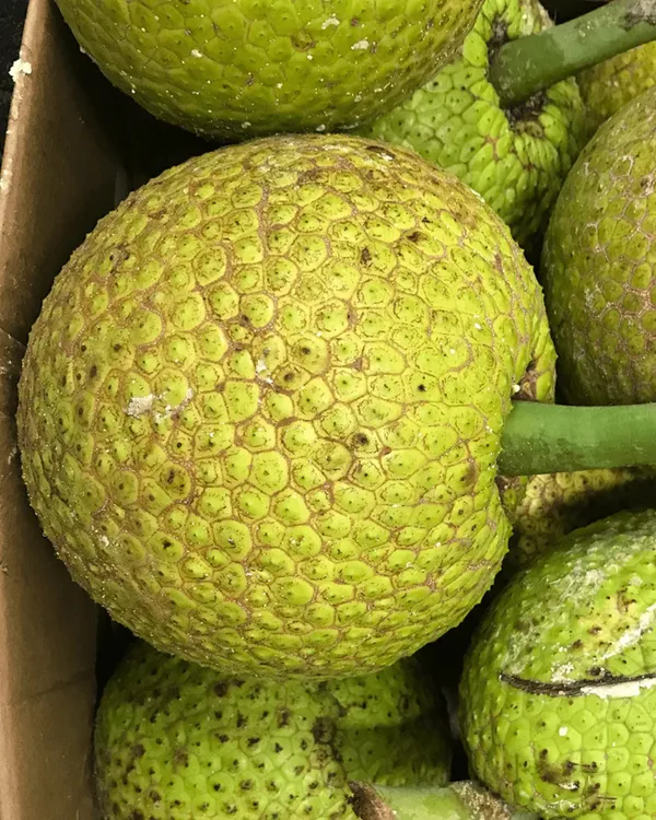 Breadfruit_Plant_|_Grafted_Tropical_High-Yield_Variety_|_Large_Starchy_Nutritious_Fruits_|_Fast_Growing_|_Ideal_for_Pots_&_Gardens_|_Healthy_Live_Plant_Guaranteed