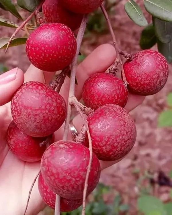 Ruby_Longan_Plant_|_Grafted_3_Times