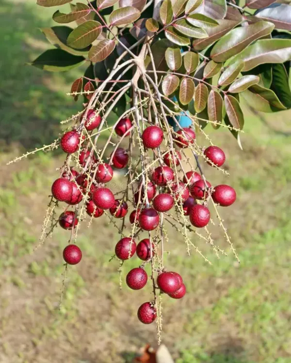 Ruby_Longan_Plant_|_Grafted_3_Times