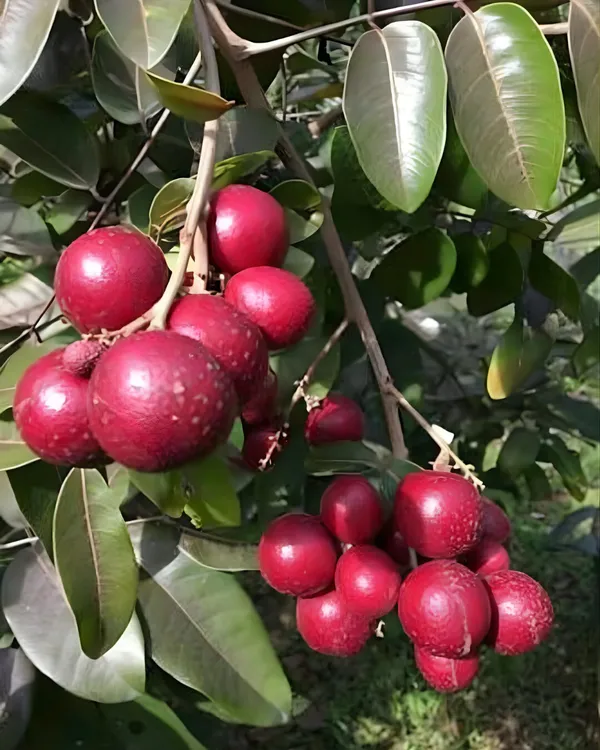 Ruby_Longan_Plant_|_Grafted_3_Times