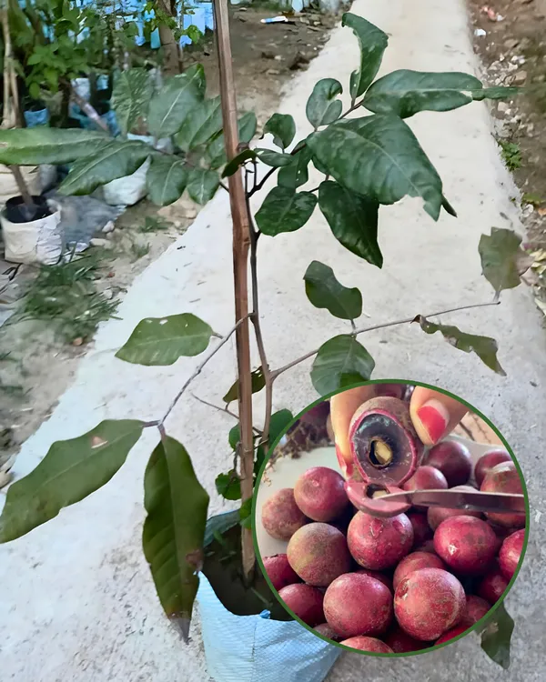 Ruby_Longan_Plant_|_Grafted_3_Times
