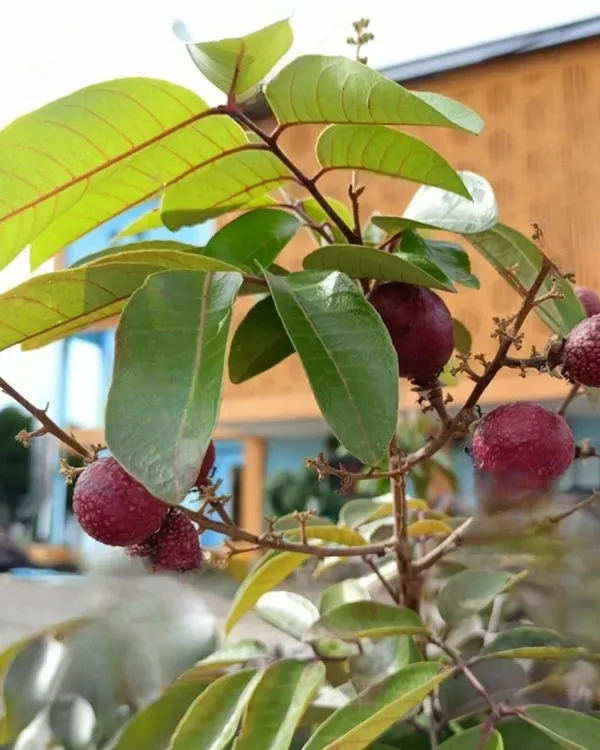 Ruby_Longan_Plant_|_Grafted_3_Times
