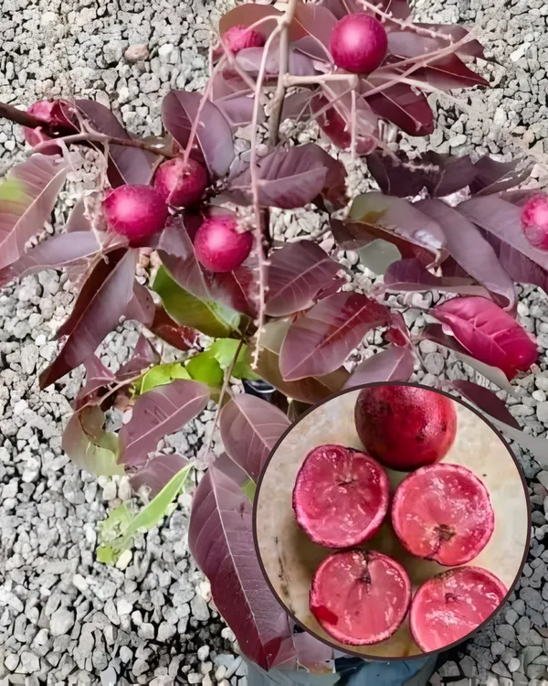 Ruby_Longan_Plant_|_Grafted_Ultra_Rare_Exotic_Variety_|_Sweet_Red_Fruits_|_High_Yield_|_Healthy_Live_Plant_Guaranteed.