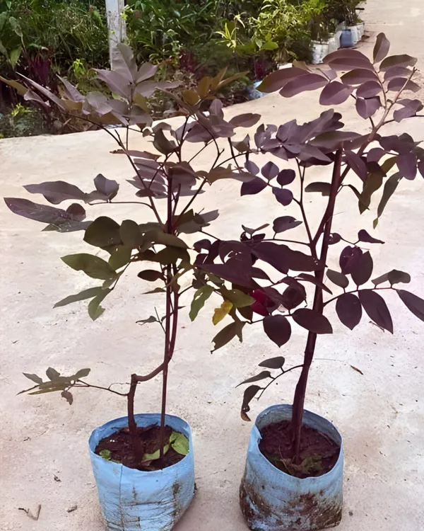 Ruby_Longan_Plant_|_Grafted_Ultra_Rare_Exotic_Variety_|_Sweet_Red_Fruits_|_High_Yield_|_Healthy_Live_Plant_Guaranteed.