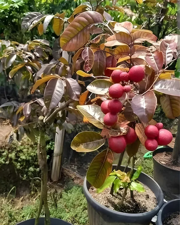 Ruby_Longan_Plant_|_Grafted_Ultra_Rare_Exotic_Variety_|_Sweet_Red_Fruits_|_High_Yield_|_Healthy_Live_Plant_Guaranteed.