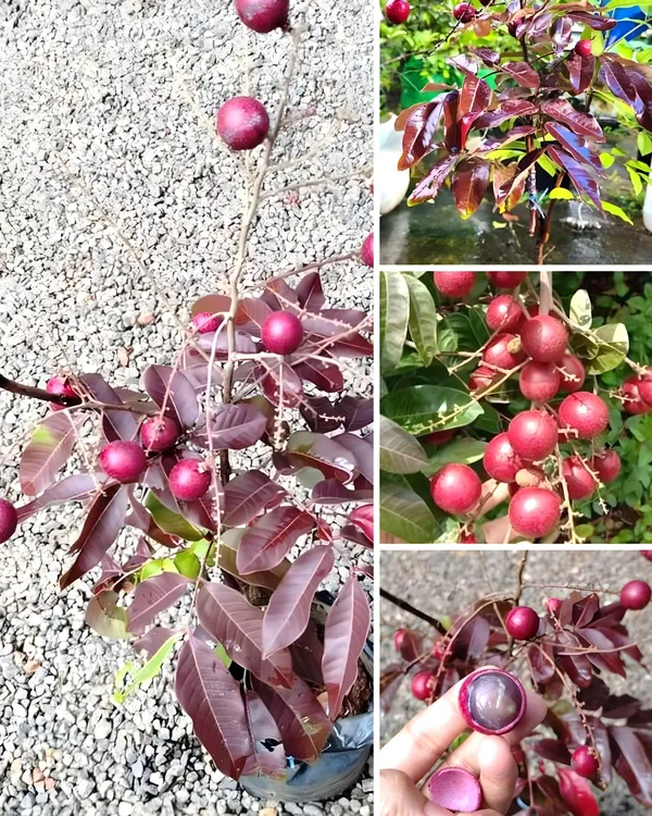 Ruby_Longan_Plant_|_Grafted_Ultra_Rare_Exotic_Variety_|_Sweet_Red_Fruits_|_High_Yield_|_Healthy_Live_Plant_Guaranteed.