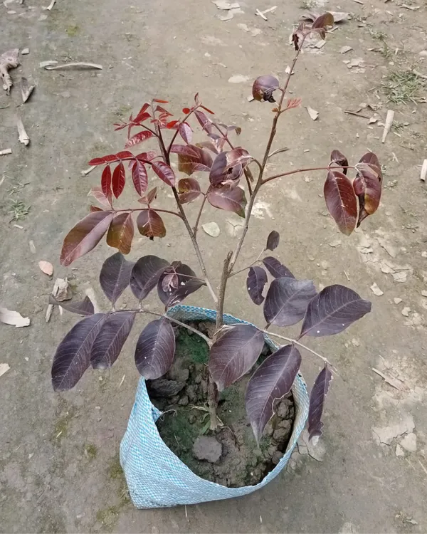 Ruby_Longan_Plant_|_Grafted_Ultra_Rare_Exotic_Variety_|_Sweet_Red_Fruits_|_High_Yield_|_Healthy_Live_Plant_Guaranteed.