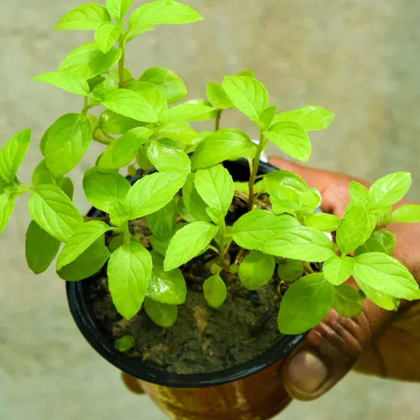 Tulsi_Plant_|_Grafted_for_Home_Holy_Basil_Live_Plant_for_Air_Purification,_Easy_Care,_Medicinal_&_Puja_Use