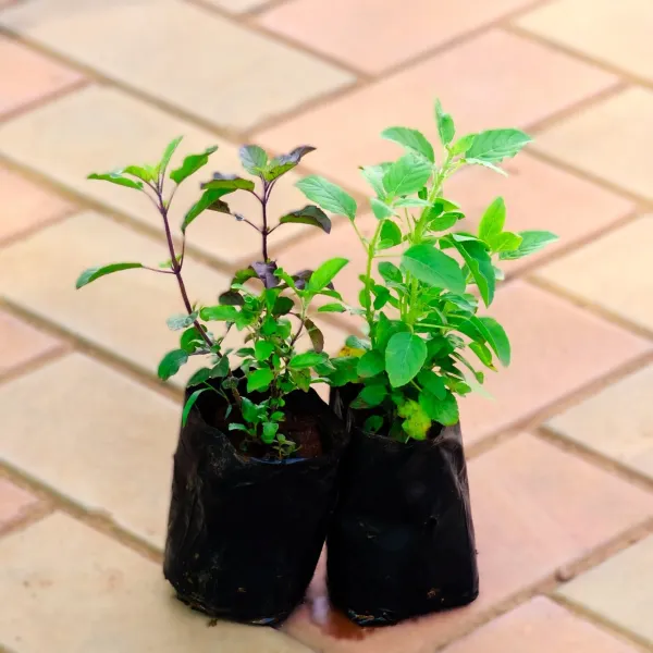 Tulsi_Plant_|_Grafted_for_Home_Holy_Basil_Live_Plant_for_Air_Purification,_Easy_Care,_Medicinal_&_Puja_Use