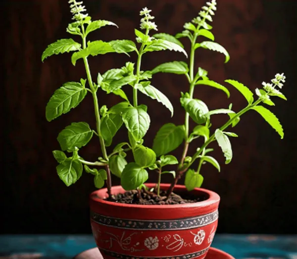 Tulsi_Plant_|_Grafted_for_Home_Holy_Basil_Live_Plant_for_Air_Purification,_Easy_Care,_Medicinal_&_Puja_Use