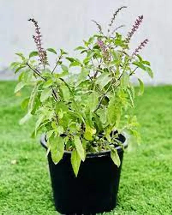 Tulsi_Plant_|_Grafted_for_Home_Holy_Basil_Live_Plant_for_Air_Purification,_Easy_Care,_Medicinal_&_Puja_Use