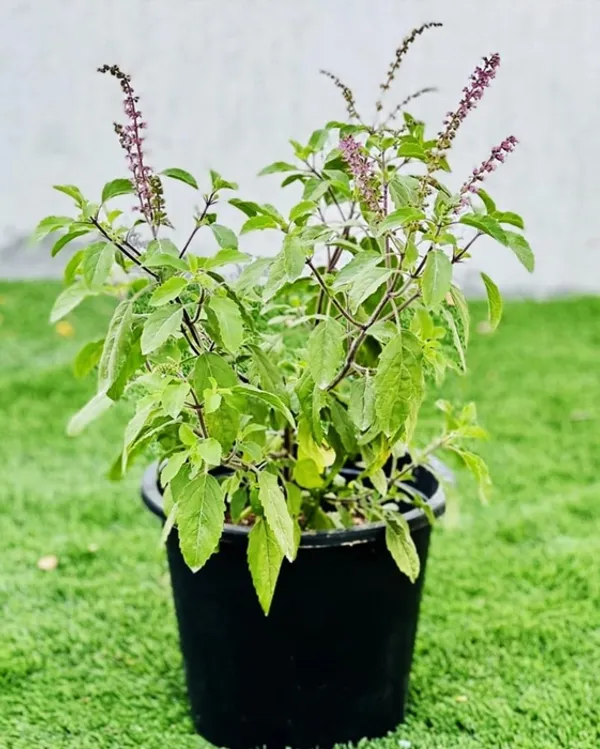 Tulsi_Plant_|_Grafted_for_Home_Holy_Basil_Live_Plant_for_Air_Purification,_Easy_Care,_Medicinal_&_Puja_Use