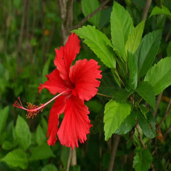 Red_Hibiscus_Plant_Live_Flowering_Plant_with_Bright_Red_Blooms,_Easy_Care,_Home_&_Garden_Outdoor_Decorative_Shrub