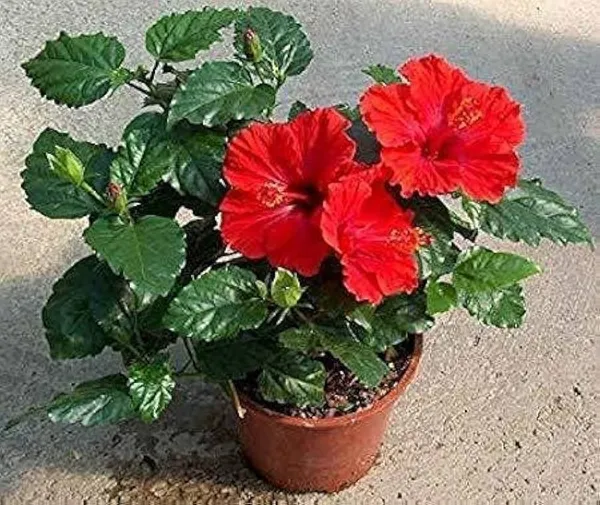 Red_Hibiscus_Plant_Live_Flowering_Plant_with_Bright_Red_Blooms,_Easy_Care,_Home_&_Garden_Outdoor_Decorative_Shrub