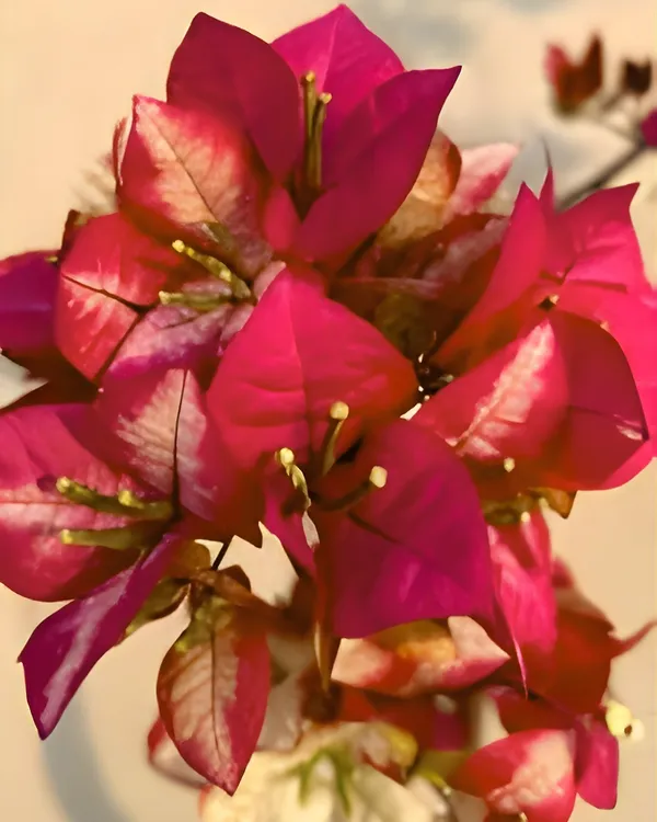 Wajid_Red_Bougainvillea_Plant_|_Grafted_Deep_Red_Ornamental_Variety_|_Heavy_Blooming_|_Suitable_for_Outdoor_&_Terrace_Gardens_|_Healthy_Live_Plant_Guaranteed.