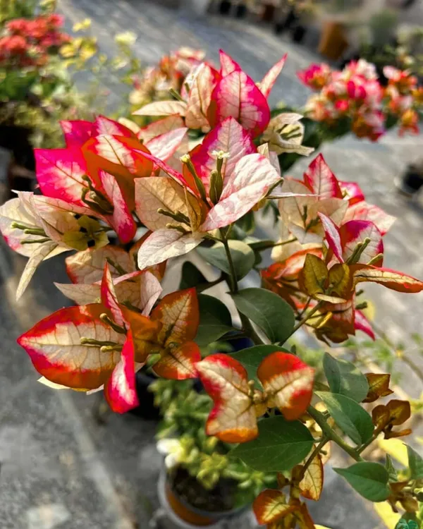 Wajid_Red_Bougainvillea_Plant_|_Grafted_Deep_Red_Ornamental_Variety_|_Heavy_Blooming_|_Suitable_for_Outdoor_&_Terrace_Gardens_|_Healthy_Live_Plant_Guaranteed.